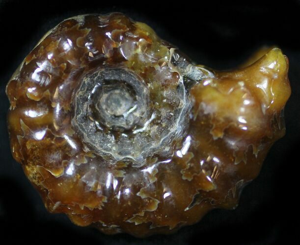 Polished, Agatized Douvilleiceras Ammonite - #29284